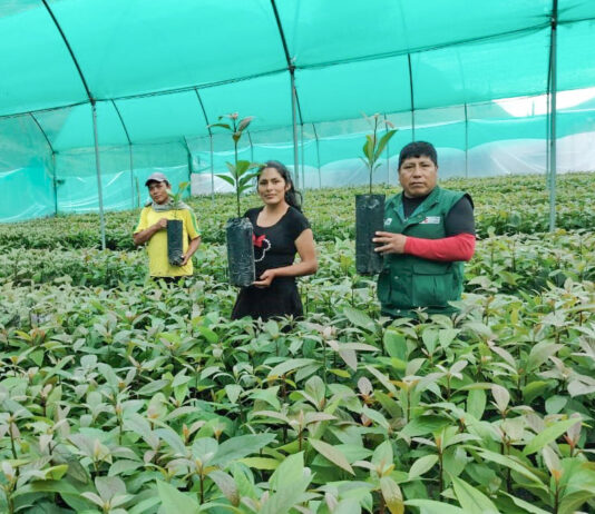 Junín: más de 170 mil plantones de palto impulsan la agricultura familiar Junín: más de 170 mil plantones de palto impulsan la agricultura familiar