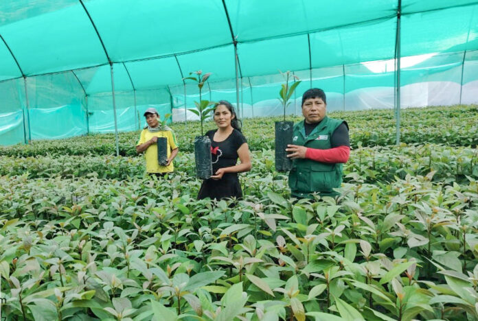Junín: más de 170 mil plantones de palto impulsan la agricultura familiar