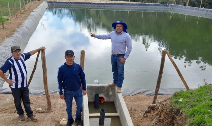 Huancabamba: proyectos productivos fortalecen agricultura familiar y ganadería