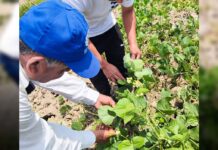 Piura: Inversión de S/ 28 millones impulsa productividad agropecuaria en cinco provincias Piura: Inversión pública impulsa productividad agropecuaria en cinco provincias