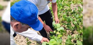 Piura: Inversión de S/ 28 millones impulsa productividad agropecuaria en cinco provincias Piura: Inversión pública impulsa productividad agropecuaria en cinco provincias