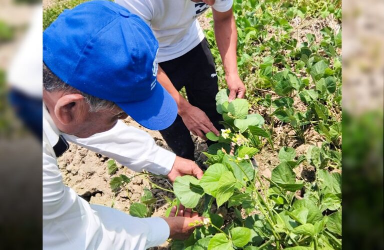 Piura: Inversión pública impulsa productividad agropecuaria en cinco provincias