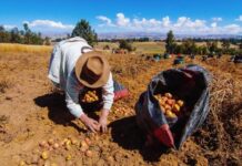 Aprueban lista de cultivos priorizados 2026 para la agricultura familiar Aprueban lista de cultivos priorizados 2026 para la agricultura familiar