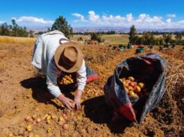 Aprueban lista de cultivos priorizados 2026 para la agricultura familiar Aprueban lista de cultivos priorizados 2026 para la agricultura familiar