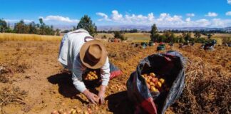 Aprueban lista de cultivos priorizados 2026 para la agricultura familiar Aprueban lista de cultivos priorizados 2026 para la agricultura familiar