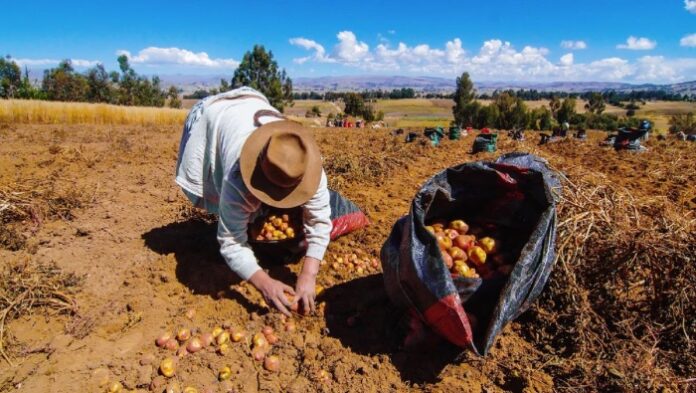 Aprueban lista de cultivos priorizados 2026 para la agricultura familiar