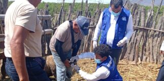 Piura: Capacitan a productores de Las Lomas para prevenir el moquillo ovino Capacitan a productores de Las Lomas para prevenir el moquillo ovino