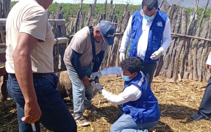 Capacitan a productores de Las Lomas para prevenir el moquillo ovino