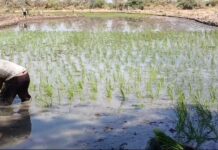 Campaña grande de arroz en el Valle de San Lorenzo supera las 6 900 hectáreas sembradas Campaña grande de arroz en el Valle de San Lorenzo supera las 6 900 hectáreas sembradas