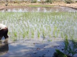 Campaña grande de arroz en el Valle de San Lorenzo supera las 6 900 hectáreas sembradas Campaña grande de arroz en el Valle de San Lorenzo supera las 6 900 hectáreas sembradas