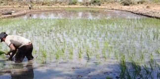 Campaña grande de arroz en el Valle de San Lorenzo supera las 6 900 hectáreas sembradas Campaña grande de arroz en el Valle de San Lorenzo supera las 6 900 hectáreas sembradas