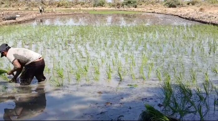 Campaña grande de arroz en el Valle de San Lorenzo supera las 6 900 hectáreas sembradas