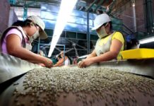 Exportaciones de café peruano alcanzan cifra récord de US$ 1,796 millones en 2025 Exportaciones de café peruano alcanzan cifra récord de US$ 1,796 millones en 2025