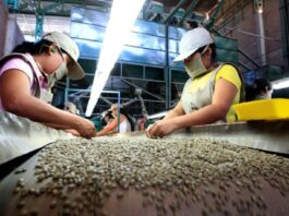 Exportaciones de café peruano alcanzan cifra récord de US$ 1,796 millones en 2025 Exportaciones de café peruano alcanzan cifra récord de US$ 1,796 millones en 2025