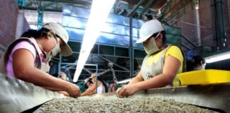 Exportaciones de café peruano alcanzan cifra récord de US$ 1,796 millones en 2025 Exportaciones de café peruano alcanzan cifra récord de US$ 1,796 millones en 2025