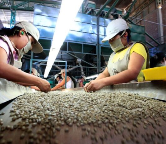 Exportaciones de café peruano alcanzan cifra récord de US$ 1,796 millones en 2025 Exportaciones de café peruano alcanzan cifra récord de US$ 1,796 millones en 2025