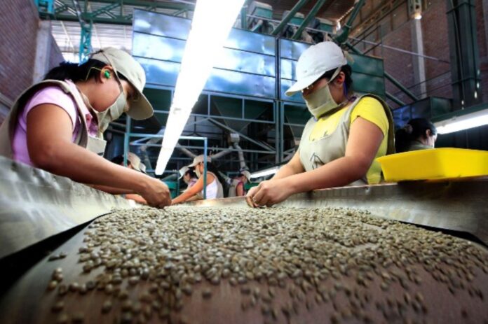 Exportaciones de café peruano alcanzan cifra récord de US$ 1,796 millones en 2025