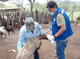 Piura: Más de mil ovinos son vacunados y desparasitados en Ayabaca y Las Lomas Más de mil ovinos son vacunados y desparasitados en Ayabaca y Las Lomas
