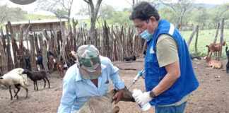 Piura: Más de mil ovinos son vacunados y desparasitados en Ayabaca y Las Lomas Más de mil ovinos son vacunados y desparasitados en Ayabaca y Las Lomas