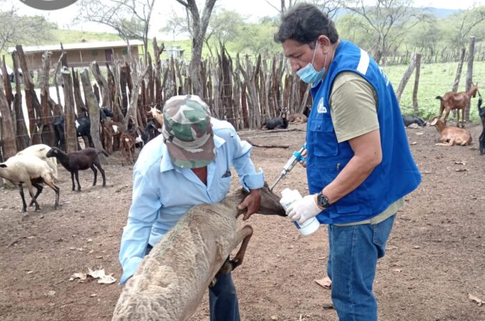 Más de mil ovinos son vacunados y desparasitados en Ayabaca y Las Lomas