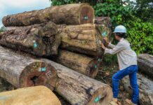 Junín: Serfor lanza financiamiento de hasta S/1.2 millones para negocios forestales en Satipo Junín: Serfor lanza financiamiento de hasta S/1.2 millones para negocios forestales en Satipo