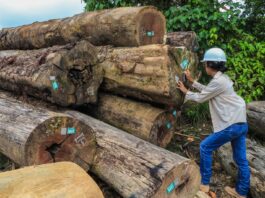 Junín: Serfor lanza financiamiento de hasta S/1.2 millones para negocios forestales en Satipo Junín: Serfor lanza financiamiento de hasta S/1.2 millones para negocios forestales en Satipo