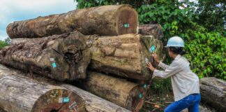 Junín: Serfor lanza financiamiento de hasta S/1.2 millones para negocios forestales en Satipo Junín: Serfor lanza financiamiento de hasta S/1.2 millones para negocios forestales en Satipo