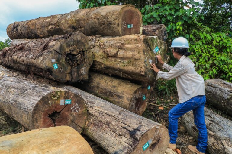 Junín: Serfor lanza financiamiento de hasta S/1.2 millones para negocios forestales en Satipo