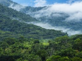 Minam inicia recopilación de información para evaluar avance de metas climáticas 2025 Minam inicia recopilación de información para evaluar avance de metas climáticas 2025