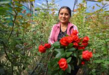Ventas de flores por San Valentín crecieron más del 20 % en 2026, según MIDAGRI Ventas de flores por San Valentín crecieron más del 20 % en 2026, según MIDAGRI
