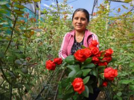 Ventas de flores por San Valentín crecieron más del 20 % en 2026, según MIDAGRI Ventas de flores por San Valentín crecieron más del 20 % en 2026, según MIDAGRI