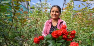 Ventas de flores por San Valentín crecieron más del 20 % en 2026, según MIDAGRI Ventas de flores por San Valentín crecieron más del 20 % en 2026, según MIDAGRI