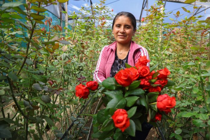 Ventas de flores por San Valentín crecieron más del 20 % en 2026, según MIDAGRI Ventas de flores por San Valentín crecieron más del 20 % en 2026, según MIDAGRI