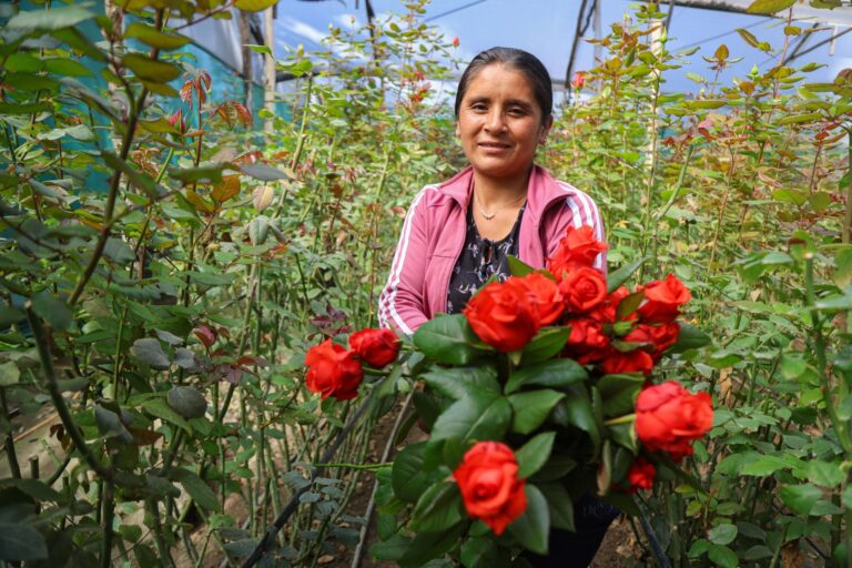 Ventas de flores por San Valentín crecieron más del 20 % en 2026, según MIDAGRI