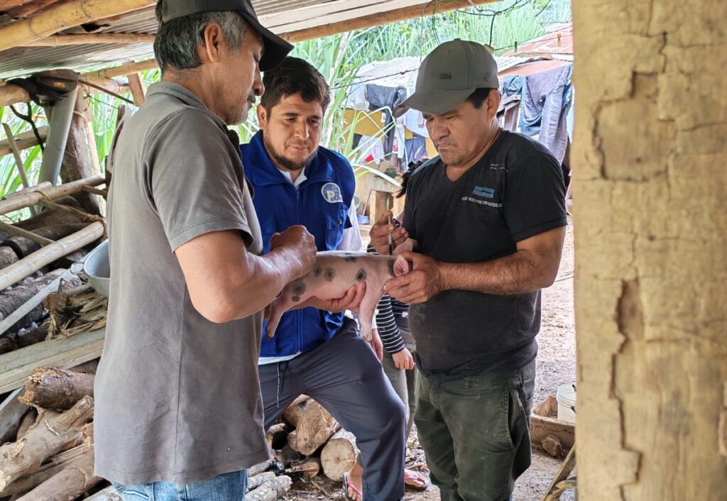 Piura: Más de 40 productores reciben asistencia en manejo nutricional porcino