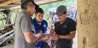 Piura: Más de 40 productores reciben asistencia en manejo nutricional porcino Piura: Más de 40 productores reciben asistencia en manejo nutricional porcino