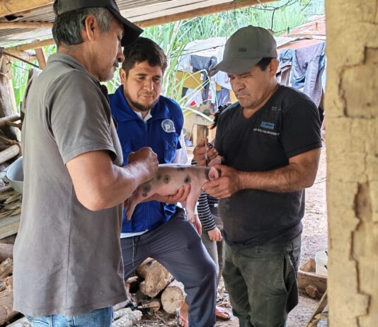 Piura: Más de 40 productores reciben asistencia en manejo nutricional porcino Piura: Más de 40 productores reciben asistencia en manejo nutricional porcino