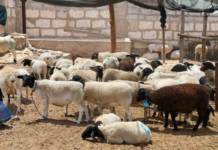 Arequipa: Entregan 231 ovinos Dorper para mejorar genética y rentabilidad ganadera Arequipa: Entrega 231 ovinos Dorper para mejorar genética y rentabilidad ganadera