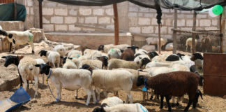 Arequipa: Entregan 231 ovinos Dorper para mejorar genética y rentabilidad ganadera Arequipa: Entrega 231 ovinos Dorper para mejorar genética y rentabilidad ganadera