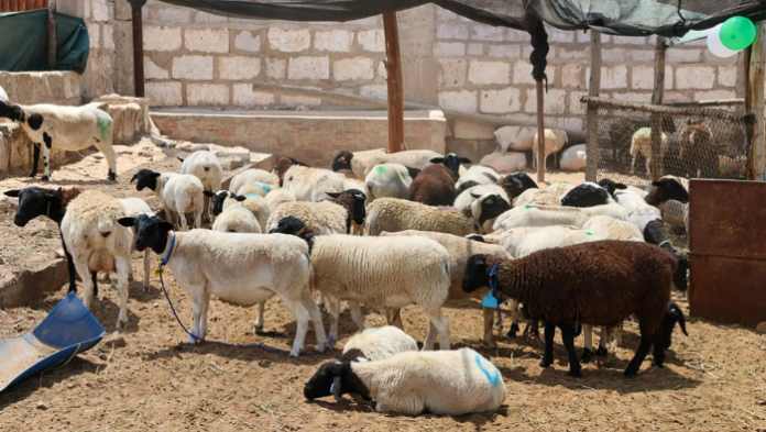 Arequipa: Entrega 231 ovinos Dorper para mejorar genética y rentabilidad ganadera