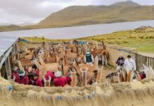 Plan Multisectorial ante Heladas y Friaje 2026 protegerá más de 2 millones de cabezas de ganado en zonas altoandinas Plan Multisectorial ante Heladas y Friaje 2026 protegerá más de 2 millones de cabezas de ganado en zonas altoandinas