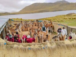 Plan Multisectorial ante Heladas y Friaje 2026 protegerá más de 2 millones de cabezas de ganado en zonas altoandinas Plan Multisectorial ante Heladas y Friaje 2026 protegerá más de 2 millones de cabezas de ganado en zonas altoandinas