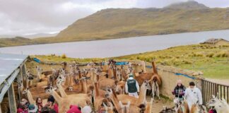 Plan Multisectorial ante Heladas y Friaje 2026 protegerá más de 2 millones de cabezas de ganado en zonas altoandinas Plan Multisectorial ante Heladas y Friaje 2026 protegerá más de 2 millones de cabezas de ganado en zonas altoandinas