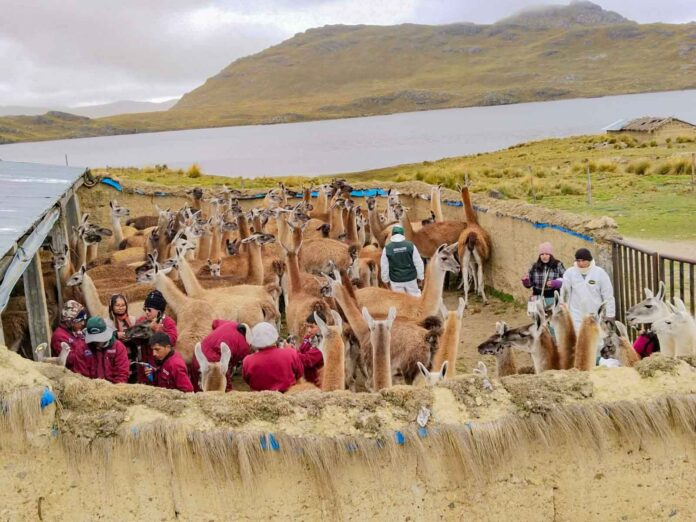 Plan Multisectorial ante Heladas y Friaje 2026 protegerá más de 2 millones de cabezas de ganado en zonas altoandinas