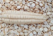 Perú cuenta con nueva variedad de maíz amiláceo que elevará en más de un 100% la economía del productor Perú cuenta con nueva variedad de maíz amiláceo que elevará en más de un 100% la economía del productor