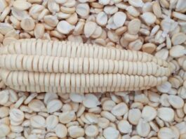 Perú cuenta con nueva variedad de maíz amiláceo que elevará en más de un 100% la economía del productor Perú cuenta con nueva variedad de maíz amiláceo que elevará en más de un 100% la economía del productor