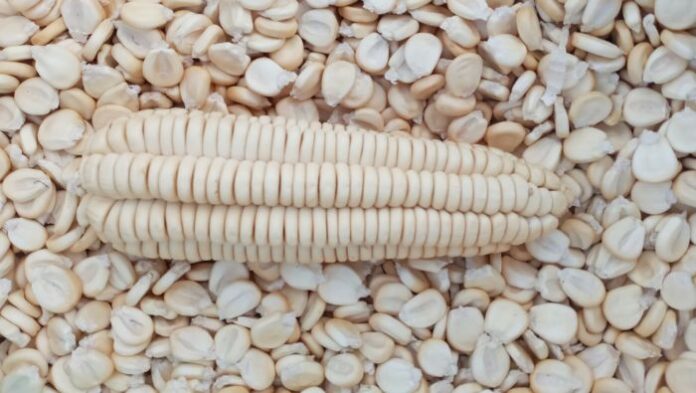 Perú cuenta con nueva variedad de maíz amiláceo que elevará en más de un 100% la economía del productor