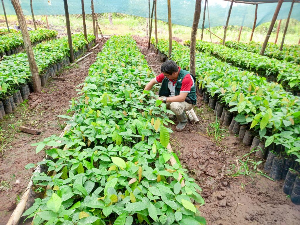 Huánuco: fortalecen cadena productiva del cacao con asistencia técnica y nuevos viveros Huánuco: fortalecen cadena productiva del cacao con asistencia técnica y nuevos viveros