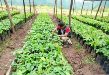 Huánuco: fortalecen cadena productiva del cacao con asistencia técnica y nuevos viveros Huánuco: fortalecen cadena productiva del cacao con asistencia técnica y nuevos viveros