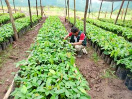 Huánuco: fortalecen cadena productiva del cacao con asistencia técnica y nuevos viveros Huánuco: fortalecen cadena productiva del cacao con asistencia técnica y nuevos viveros